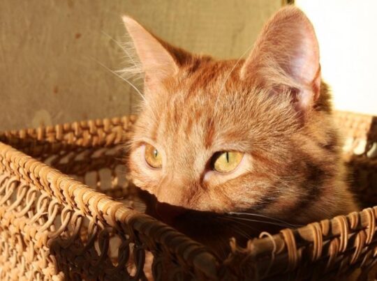 los encantadores gatos atigrados naranja todo lo que debes saber36