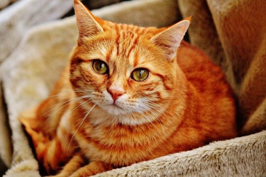 Explorando las maravillas del pelaje atigrado: Todo lo que debes saber sobre los gatos con rayas