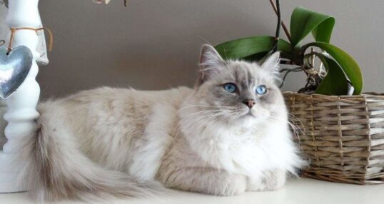 Los encantadores gatos blancos atigrados: todo lo que debes saber 1 los encantadores gatos blancos atigrados todo lo que debes saber58