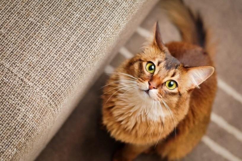 los encantadores gatos de raza japonesa todo lo que debes saber