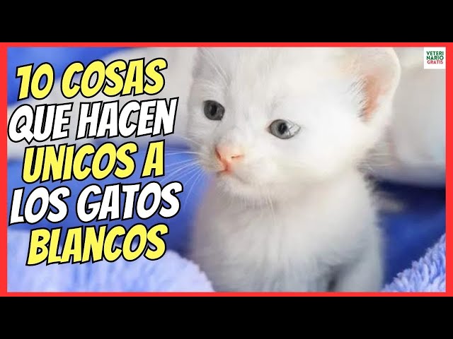 los encantadores gatos gris claro todo lo que debes saber