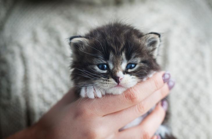 los encantadores gatos pequenos blancos todo lo que debes saber sobre esta adorable y elegante raza felina