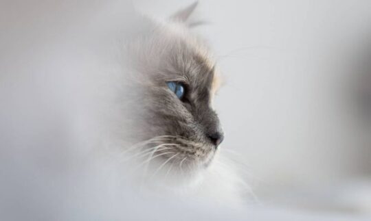 los encantos de la gata gris conoce esta adorable raza felina55