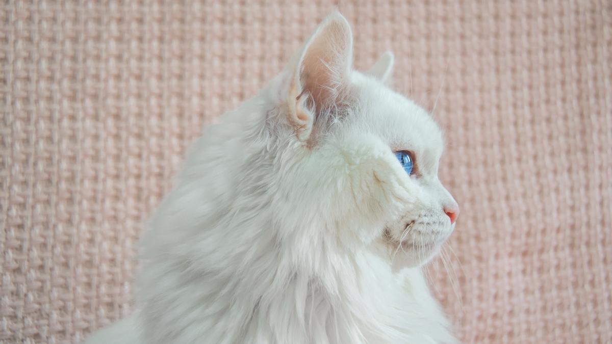 los encantos de la raza de gatos blanco todo lo que debes saber
