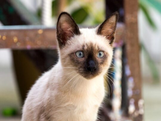 Consejos indispensables para mantener a tu gato feliz y seguro en el hogar
