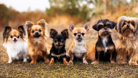 Los encantos y cuidados de la raza de perro blanca: ¡una joya en tu hogar! 3 Las razas caninas ideales para convertir tu hogar en un paraíso perruno