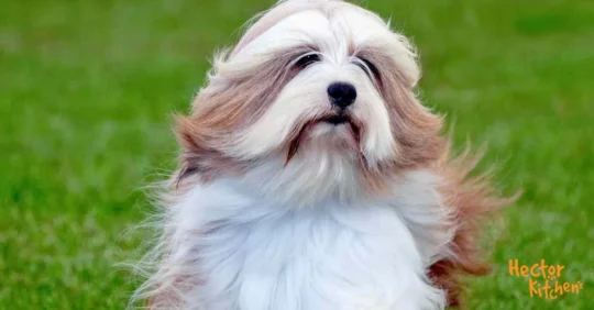 Los encantos y cuidados de la raza de perro blanca: ¡una joya en tu hogar! 2 los encantos y cuidados de la raza de perro blanca una joya en tu hogar89