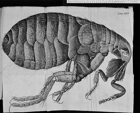 Los fascinantes animales de Japón: una mirada única a su diversidad 1 los fascinantes animales de japon una mirada unica a su diversidad