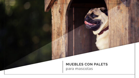 Indicadores de felicidad en tu Pug: aprende a interpretar su lenguaje canino