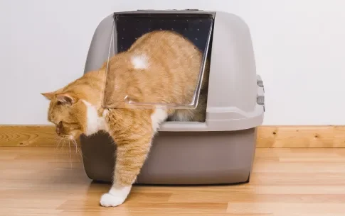 los fascinantes colores del british shorthair guia completa86