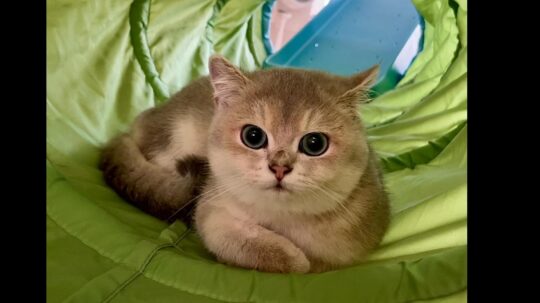 La longevidad del British Shorthair: desvelando los secretos de su longevidad felina