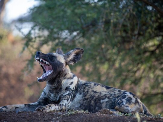 Los fascinantes perros de África: todo lo que necesitas saber 1 los fascinantes perros de africa todo lo que necesitas saber47