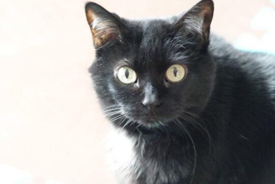 los fascinantes rasgos de personalidad de los gatos negros20