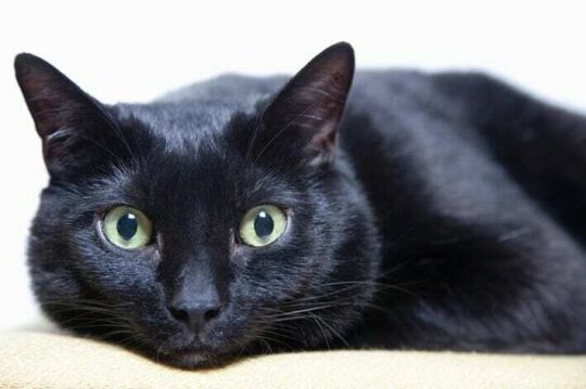 El misterio detrás de los gatos negros: ¿Qué simbolizan cuando aparecen en tu hogar?