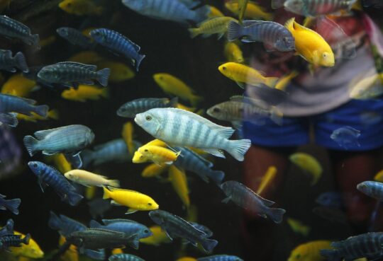Los fascinantes secretos de los huevos de los peces: todo lo que necesitas saber 1 los fascinantes secretos de los huevos de los peces todo lo que necesitas saber40