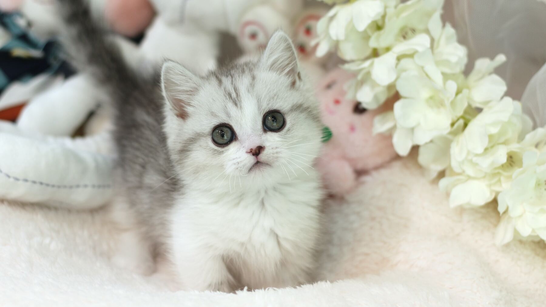 los gatos mas adorables y fascinantes del mundo te sorprenderan