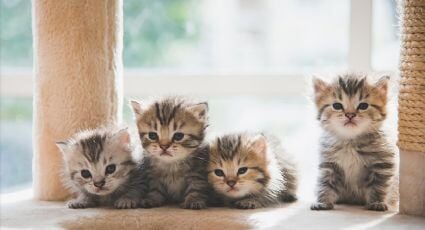Las razas de gatos que se mantienen pequeñas para siempre
