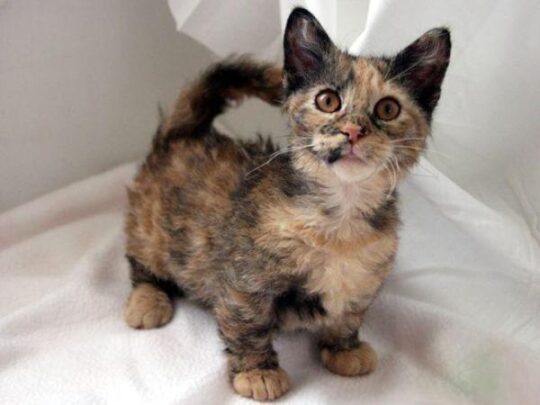 los gatos mas pequenos todo lo que necesitas saber sobre estas adorables miniaturas25