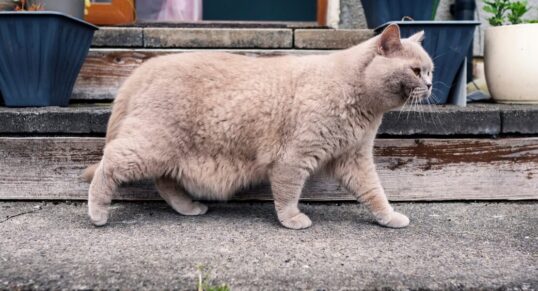 los gatos y su amor por las bolsas la relacion primordial58