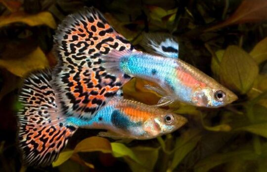 Los increíbles tipos de peces betta que te sorprenderán 3 Explorando la ferocidad acuática: Identificando al pez betta más temerario