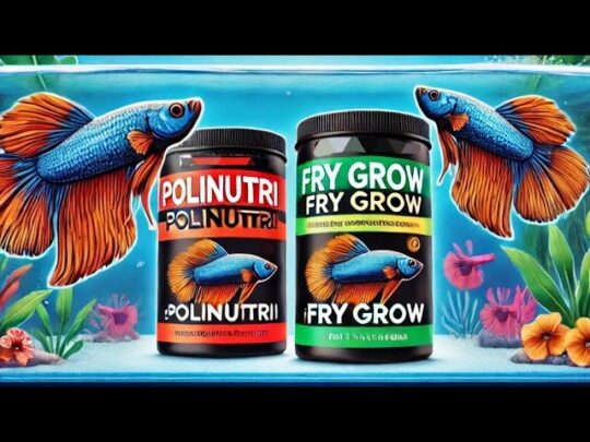 Los increíbles tipos de peces betta que te sorprenderán 2 los increibles tipos de peces betta que te sorprenderan94