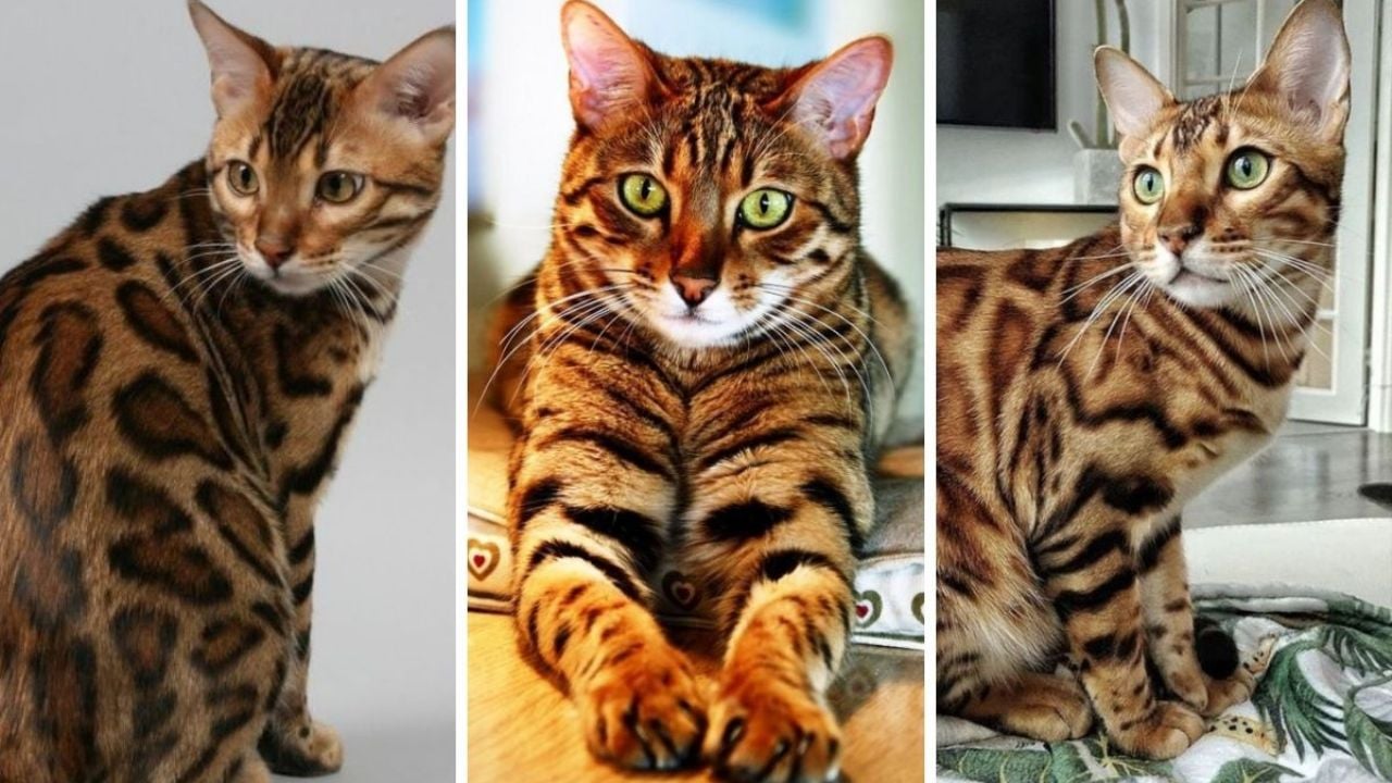 Los majestuosos felinos: conoce a los gatos grandes salvajes 1 los majestuosos felinos conoce a los gatos grandes salvajes