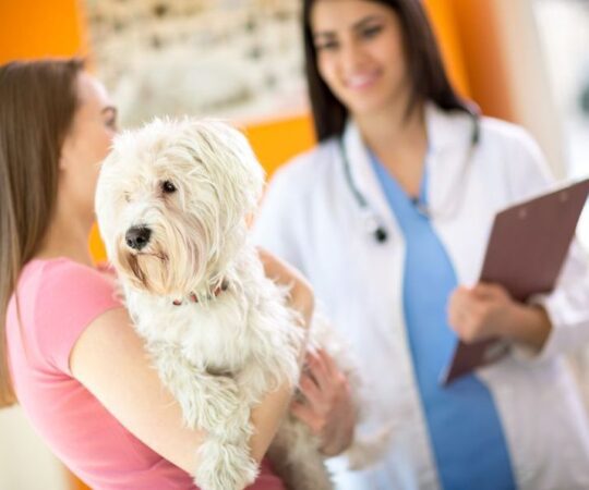 Los mejores consejos para cuidar a tu erizo: ¡expertos en veterinaria te lo explican! 1 los mejores consejos para cuidar a tu erizo expertos en veterinaria te lo