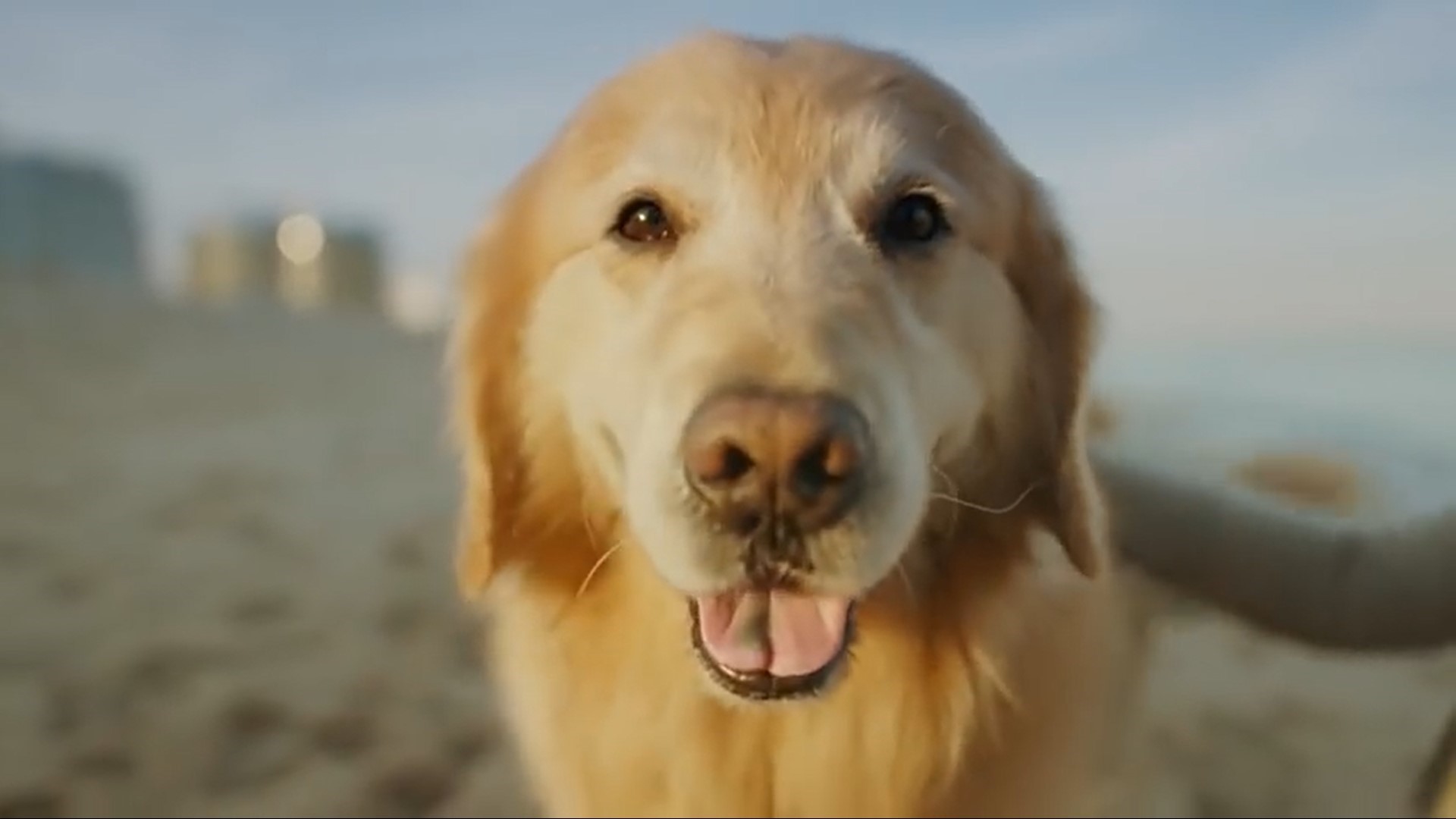 los mejores consejos para tratar los hot spots en perros