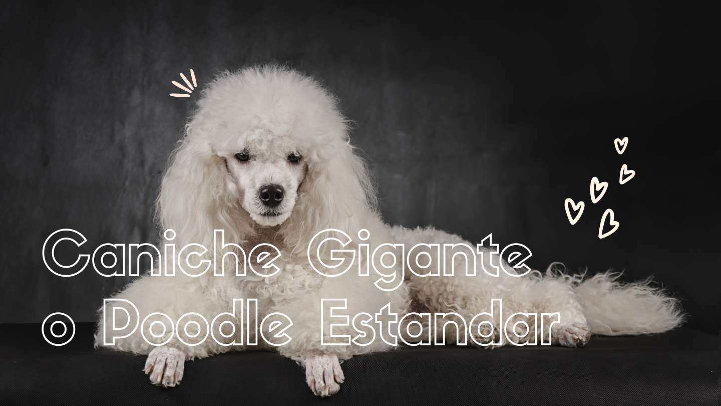 los mejores cortes de pelo para perros poodle consejos de un veterinario