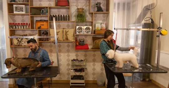 Los mejores cuidados para tu mascota: Peluquería Canina en Palma de Mallorca 1 los mejores cuidados para tu mascota peluqueria canina en palma de mallorca97