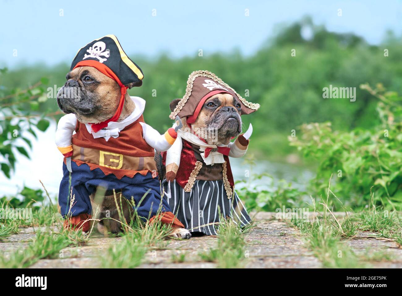 Los mejores disfraces para perros en Halloween: ideas creativas y divertidas 1 los mejores disfraces para perros en halloween ideas creativas y divertidas