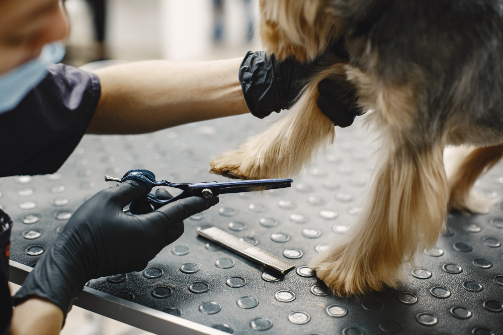 los mejores estilos de corte de pelo para pomeranias consejos del veterinario