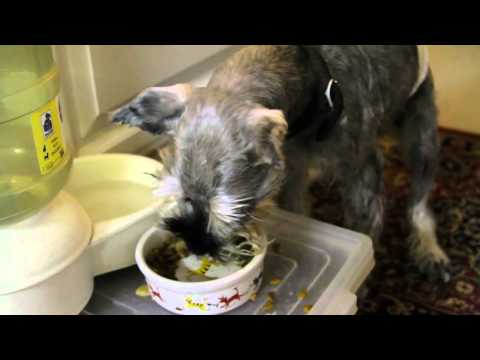 Los mejores estilos de corte de pelo para tu schnauzer: consejos de un veterinario experto 1 los mejores estilos de corte de pelo para tu schnauzer consejos de un veterinario