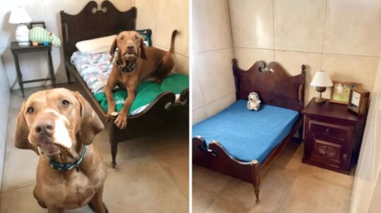 Los mejores hoteles caninos en Buenos Aires: comodidad y cuidado para tu mascota 3 Los elementos esenciales para establecer un exitoso refugio canino