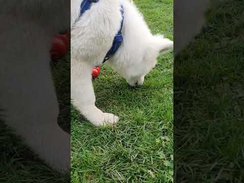 los mejores juguetes kong para perros diversion y estimulacion garantizada