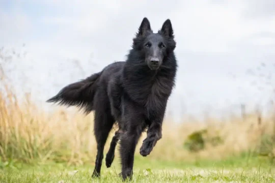 Los mejores nombres para Pastor Belga Groenendael: encuentra el perfecto para tu perro 2 los mejores nombres para pastor belga groenendael encuentra el perfecto para tu perro31