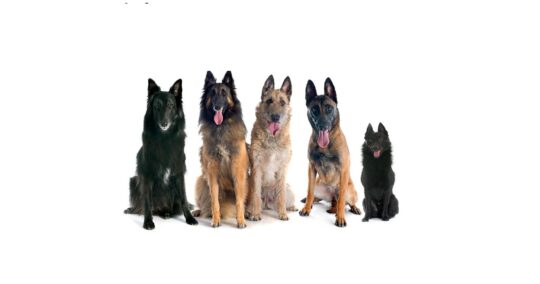 Los mejores nombres para Pastor Belga Groenendael: encuentra el perfecto para tu perro 3 6. Considerar el propósito