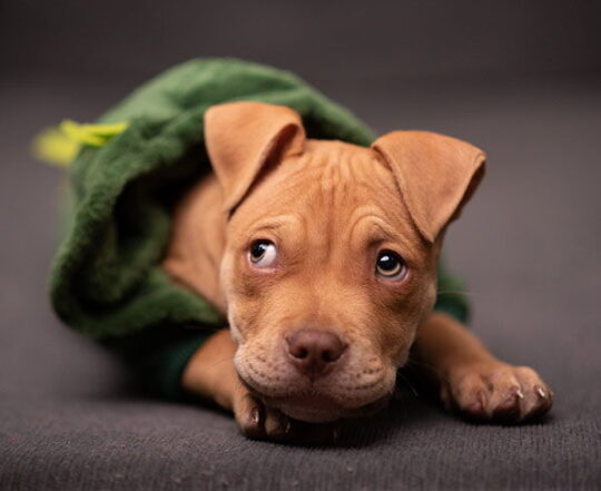 Los mejores nombres para perros Presa Canario: inspiración única y poderosa 1 los mejores nombres para perros presa canario inspiracion unica y poderosa75