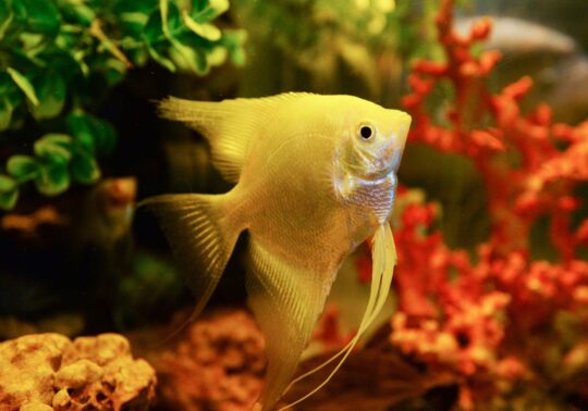 Los mejores peces para acuarios: guía completa y consejos expertos 2 los mejores peces para acuarios guia completa y consejos