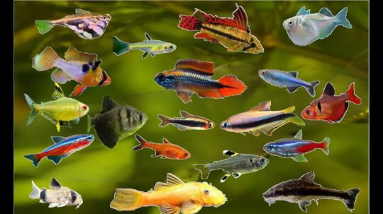 Los mejores peces para acuarios: guía completa y consejos expertos 3 Los peces más longevos para tu acuario: secretos revelados