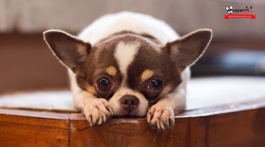 Los mejores perros pequeños sin pelo para pisos: una guía completa 2 los mejores perros pequenos sin pelo para pisos una guia completa53