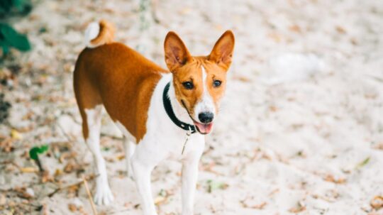 Los mejores perros pequeños sin pelo para pisos: una guía completa 3 La solución para hogares libres de pelos: conoce las razas de perro hipoalergénicas