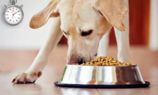 Los mejores piensos hipoalergénicos para perros alérgicos 2 los mejores piensos hipoalergenicos para perros alergicos74