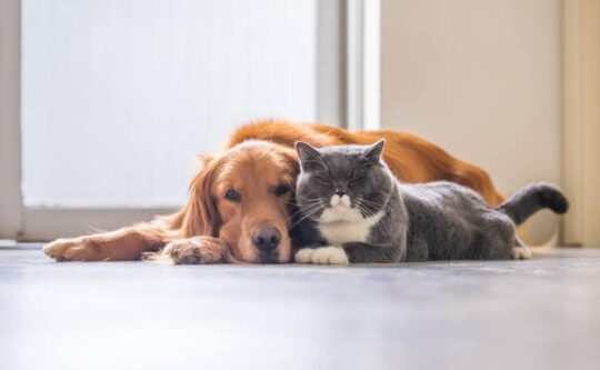 Los mejores servicios de residencia canina en Sevilla: ¡confía en expertos veterinarios! 3 Un hogar seguro y confortable para tu mejor amigo: Residencia canina en Los Palacios