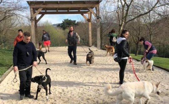 Los mejores servicios de residencia canina en Sevilla: ¡confía en expertos veterinarios! 2 los mejores servicios de residencia canina en sevilla confia en expertos veterinarios8