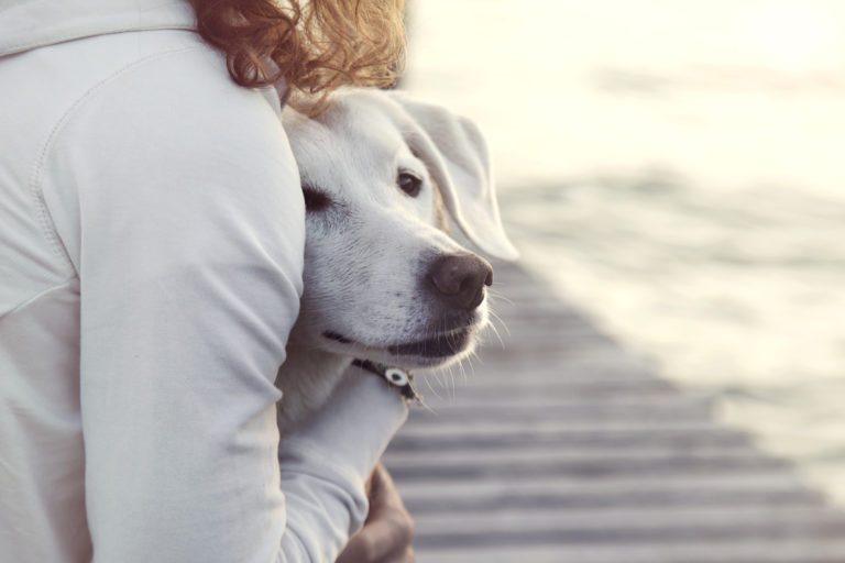 Los meses más difíciles para tu cachorro: consejos para superarlos 1 los meses mas dificiles para tu cachorro consejos para superarlos