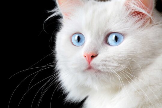 Manejando el difícil momento: Cómo lidiar con la pérdida de un gato en el hogar