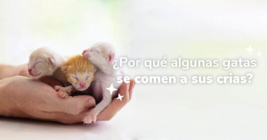 los misterios de los gatos muertos con los ojos abiertos que significan41