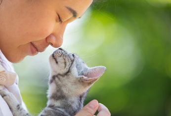 Los misteriosos encantos felinos revelados: desentra&ntilde;ando los secretos de los gatos