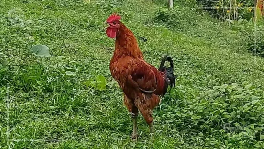 Los misterios detrás del canto de los gallos: una guía completa 2 los misterios detras del canto de los gallos una guia completa19
